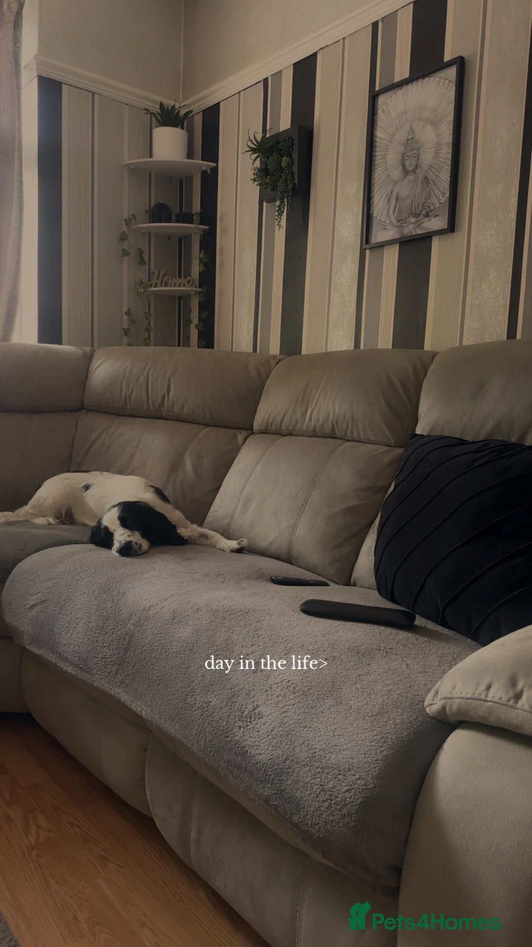 American Cocker Spaniel dogs for sale: Minnie  - Advert 4