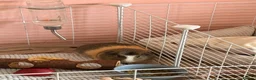 Guinea Pig rodents for sale: Male Guinea Pigs for free in Aylesbury - Advert 3