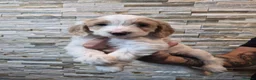 Cockapoo dogs for sale: 7 x F2 cockerpoo puppies 4 boys 3 girls - Advert 7