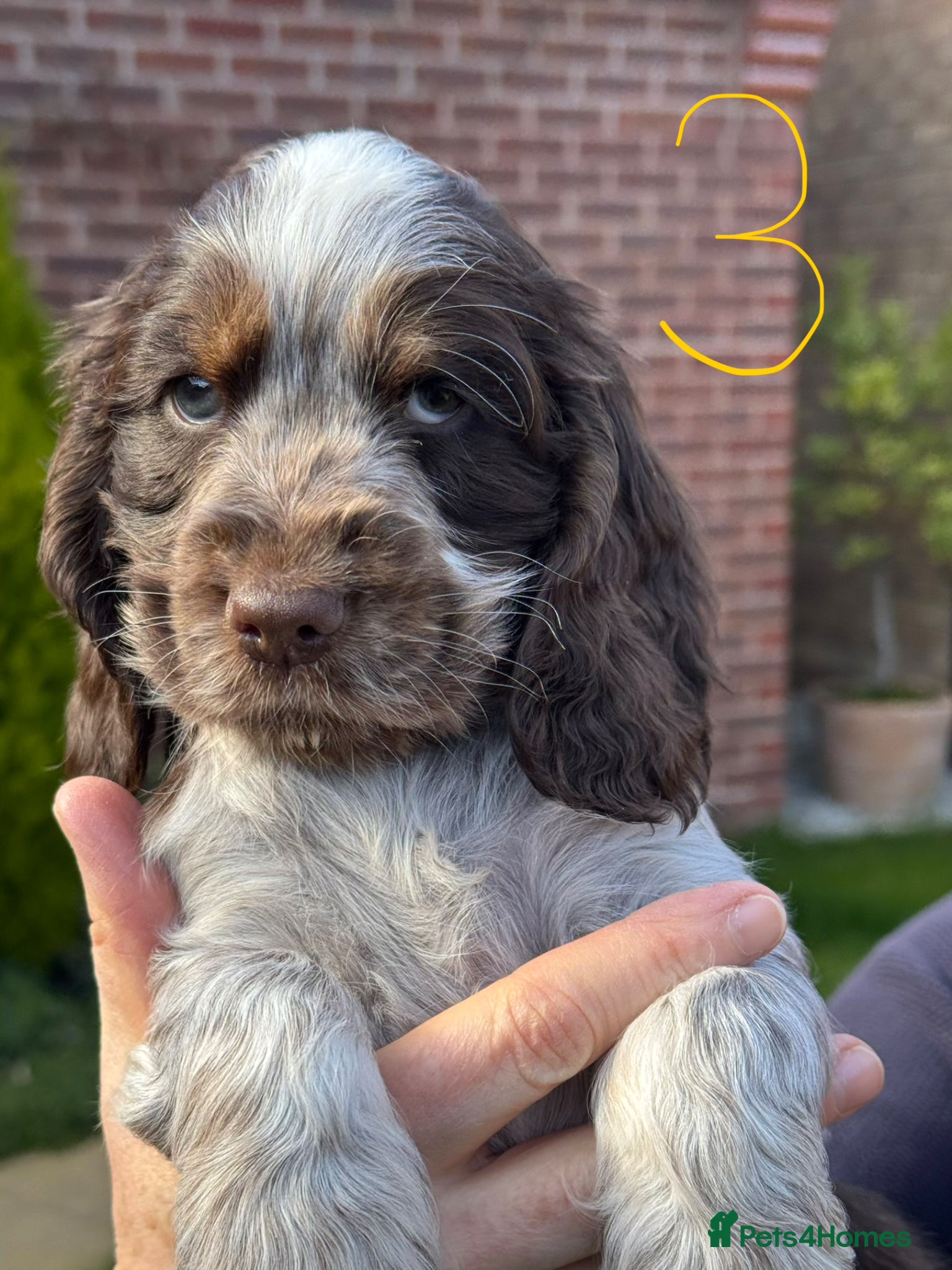 Cocker Spaniel dogs KC registered puppies - looking for forever homes - Advert 2