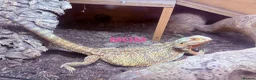 Bearded Dragon reptiles for sale: Very friendly dragons - Advert 3