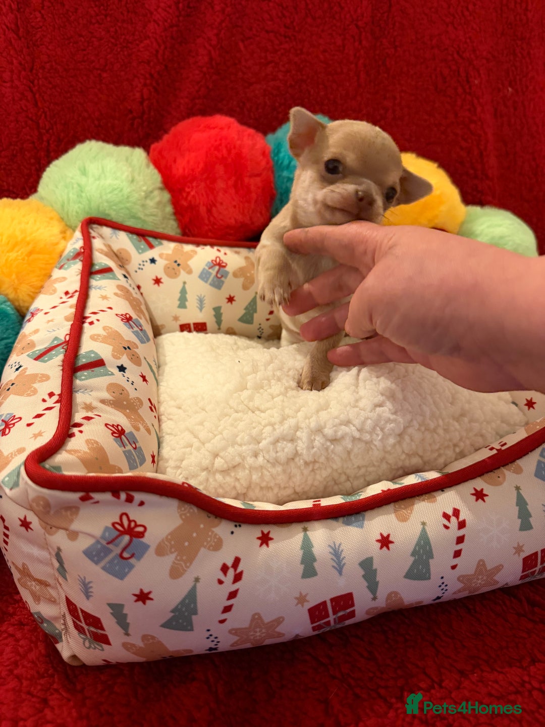 Chihuahua dogs for sale: Tiny apple head chihuahuas - Image 28