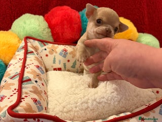 Chihuahua dogs Tiny apple head chihuahuas - Advert 8