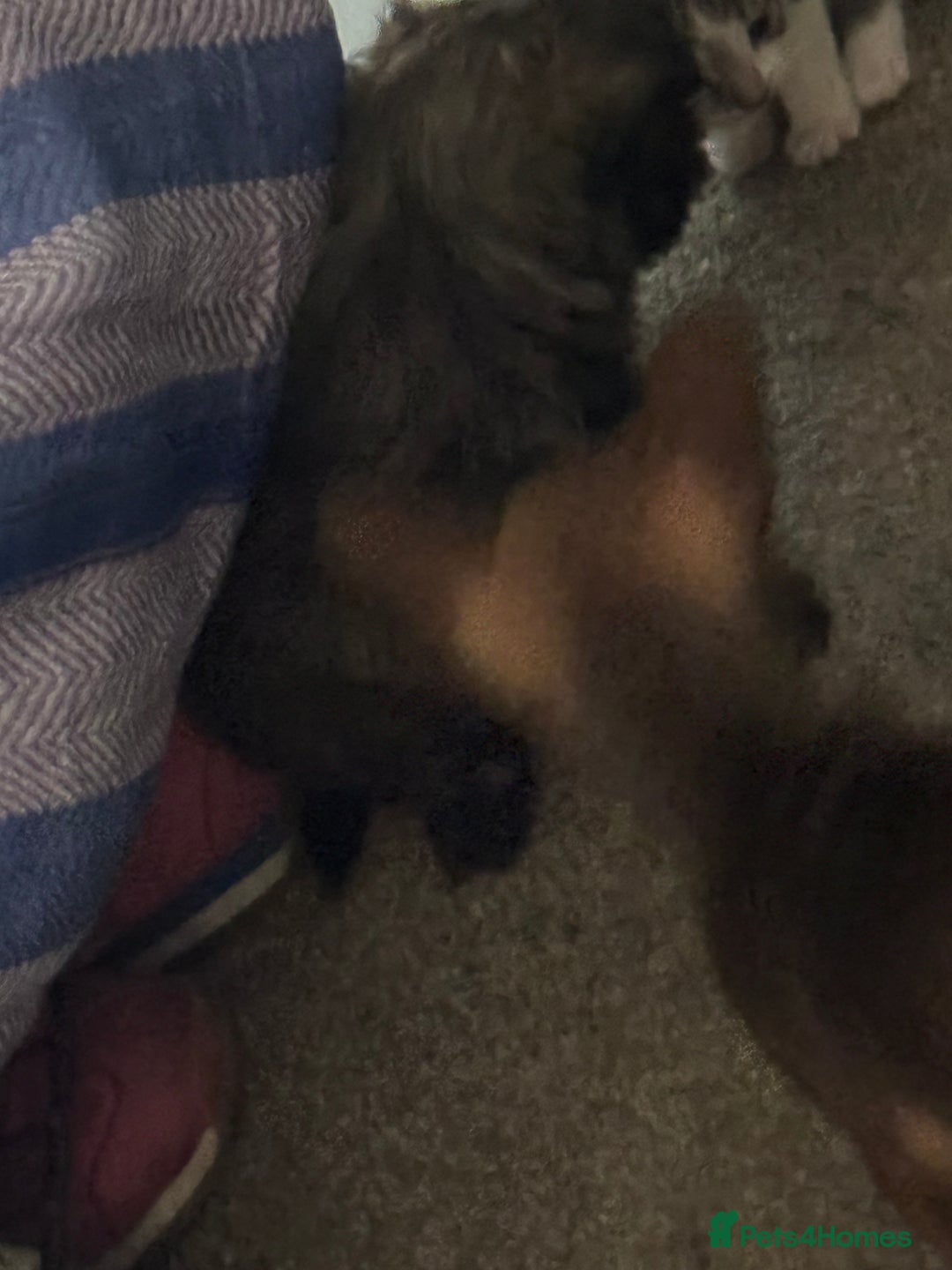 Mixed Breed dogs for sale: chihuahua mixed breed - Image 2