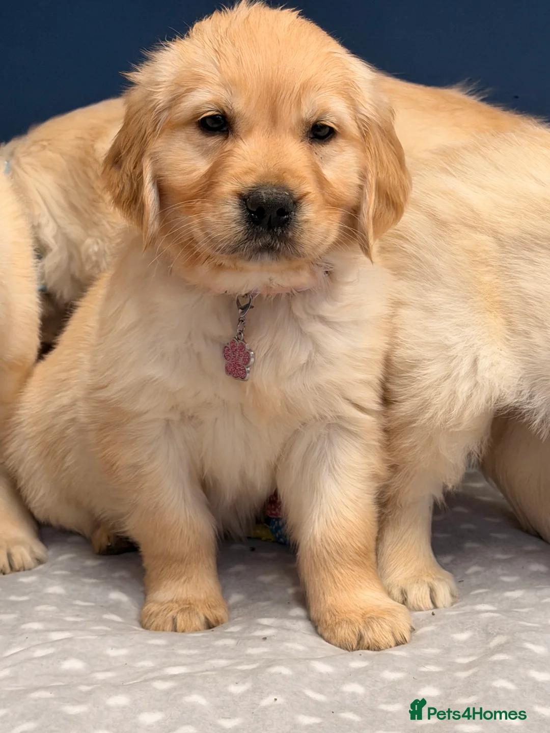 Golden Retriever dogs for sale: 🐶Fluffy bears looking for forever home💕💕 ! - Advert 36