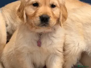 Golden Retriever dogs 🐶Chuncky Fluffy bears looking for forever home💕 - Advert 12