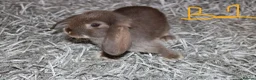 Mini Lop rabbits for sale: 5 Mini Lop / Mini Plush Babies - Advert 6
