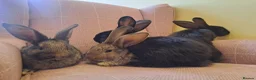 Continental Giant rabbits for sale: 10KG, Brc, show quality kits. MASSIVE  - Advert 11