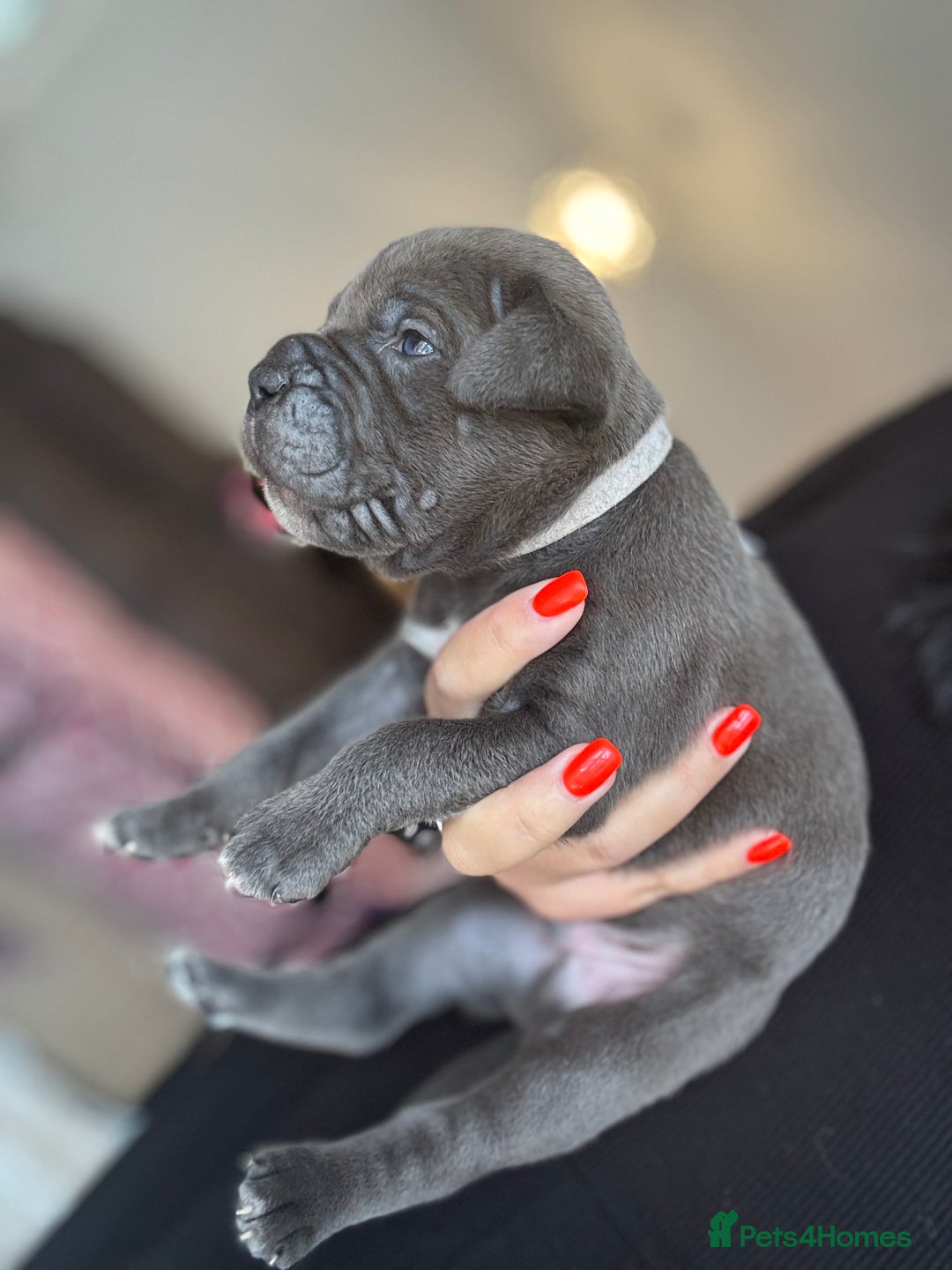 Mixed Breed dogs for sale: Rare breeding American x Bulldog x Cane Corso Pups - Image 15