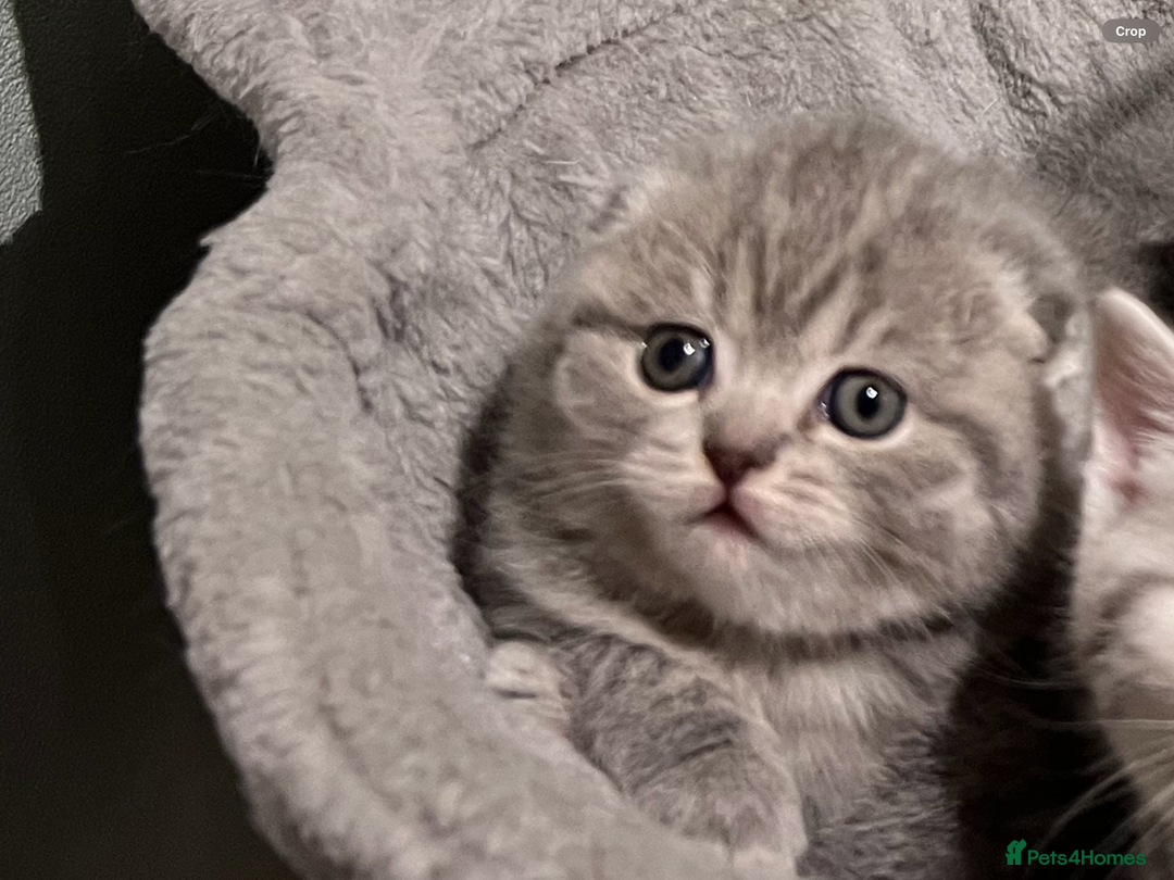 Scottish Fold cats for sale: Scottish fold and Scottish straight kitten - Advert 24
