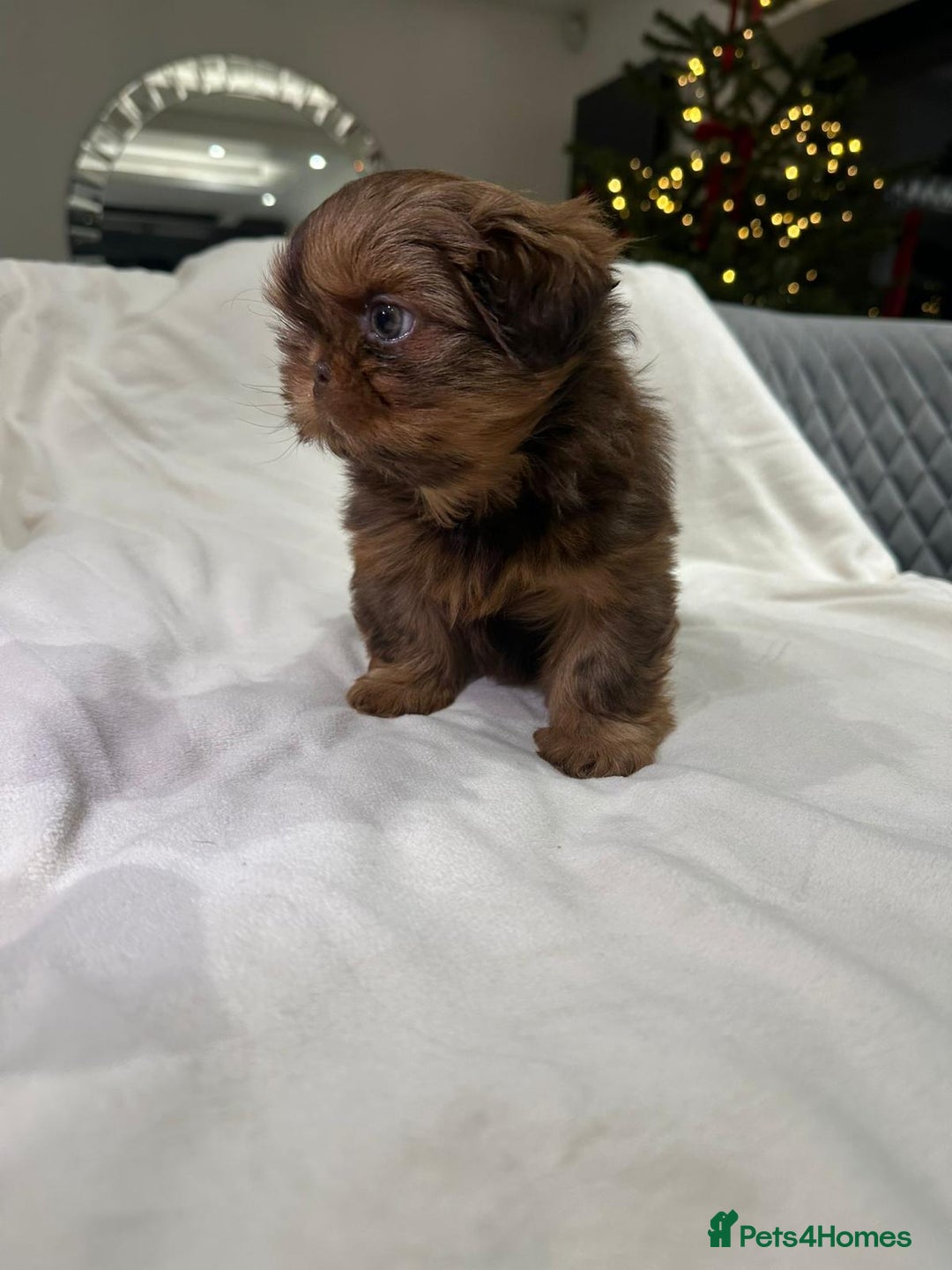 Shih Tzu dogs for sale: kC Imperial Shih tzu Ready now only 1 girl left  - Advert 23