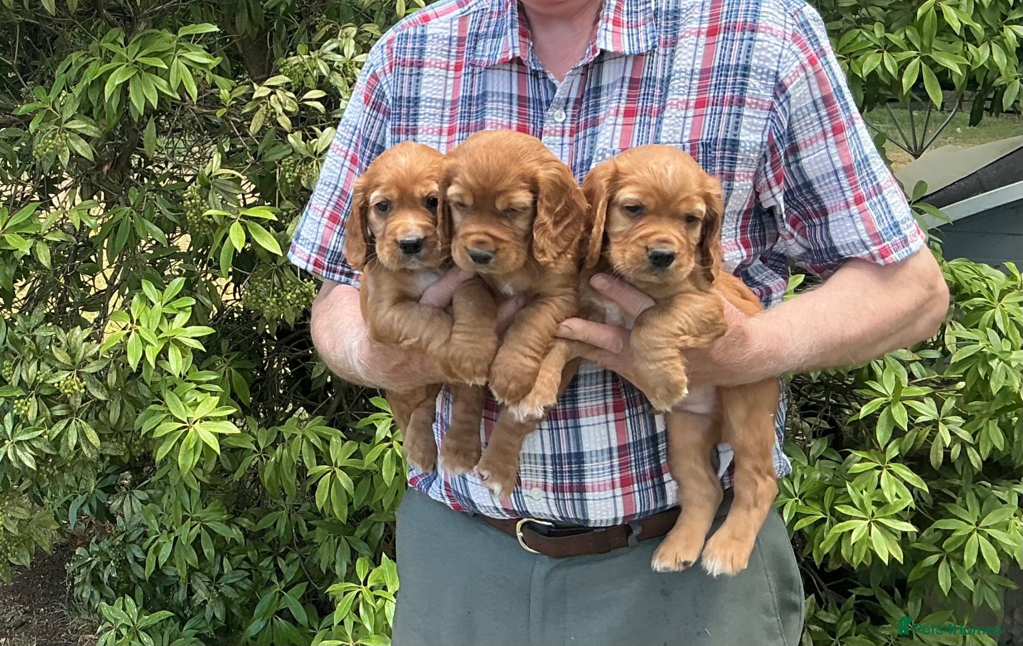 Cocker Spaniel dogs 2 beautiful cocker spaniel bitches - Advert 13