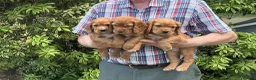 Cocker Spaniel dogs for sale: 2 beautiful cocker spaniel bitches - Advert 2