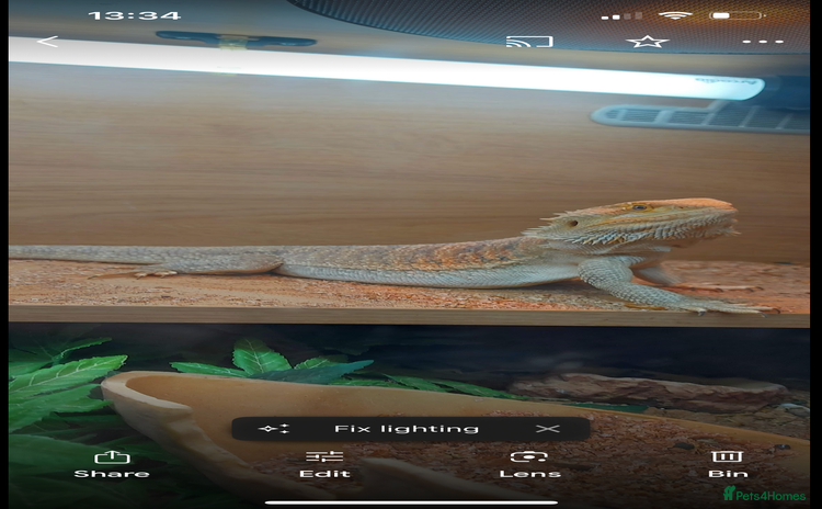 Bearded Dragon reptiles - Advert 1