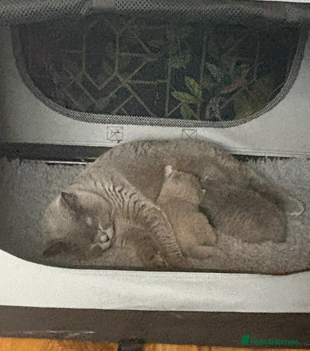 British Shorthair cats for sale: 2 beautiful fluffy British shorthairs available  - Advert 7