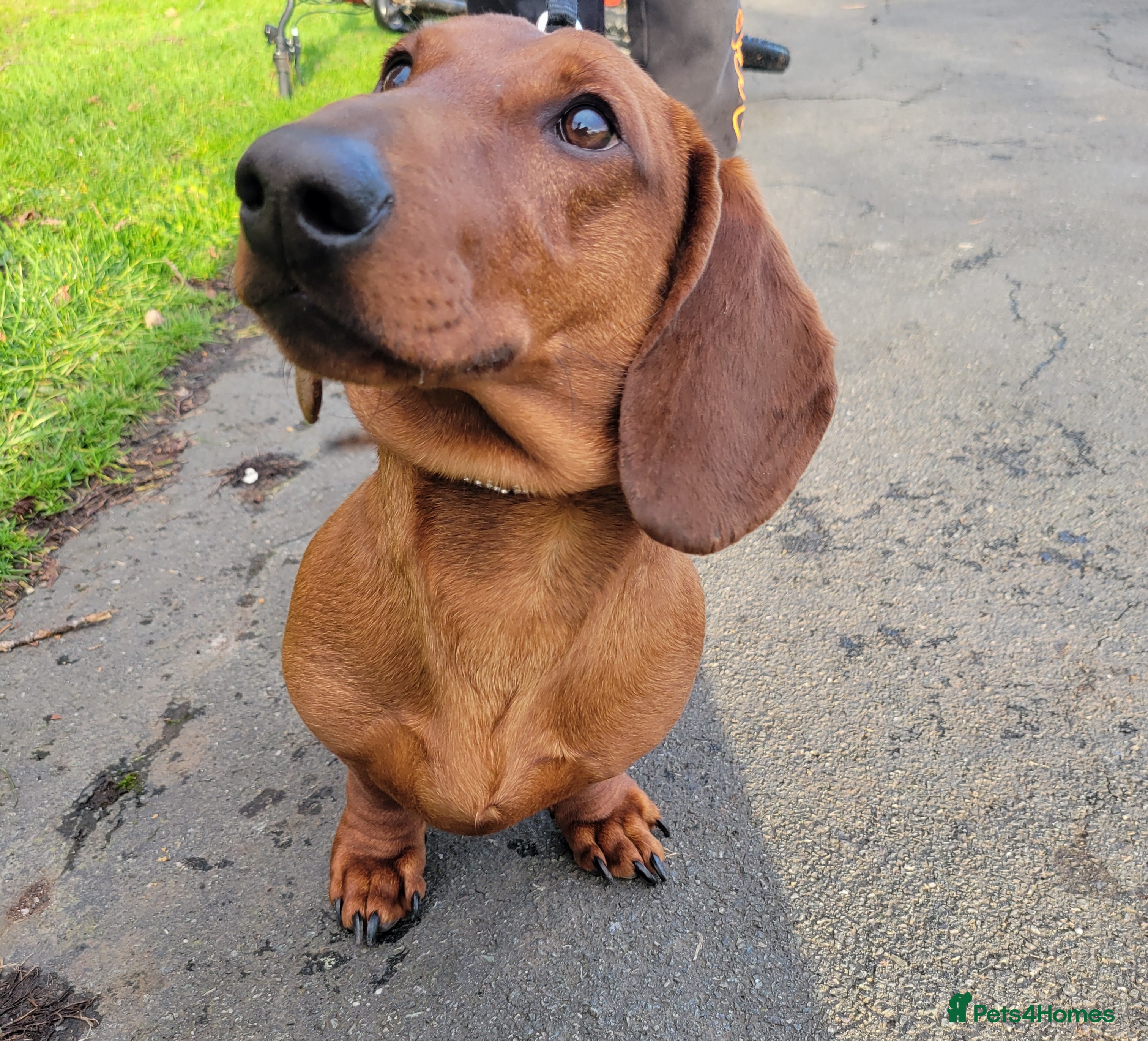 Dachshund dogs STANDARD DACHSHUND BOY kc registered  - Advert 7