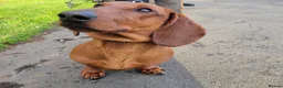 Dachshund dogs for sale: STANDARD DACHSHUND BOY kc registered  - Advert 3