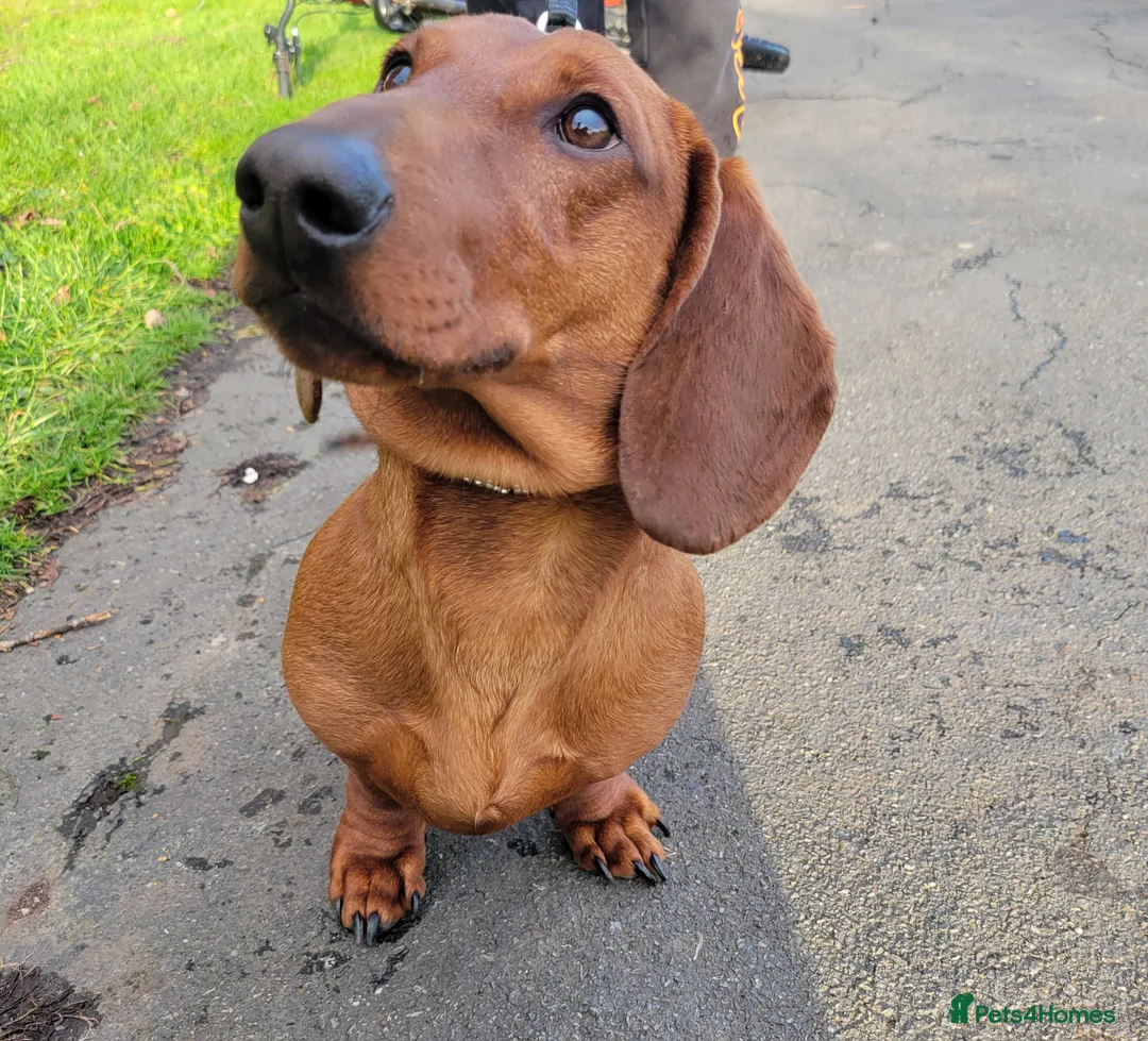 Dachshund dogs for sale: STANDARD DACHSHUND BOY kc registered  - Advert 3