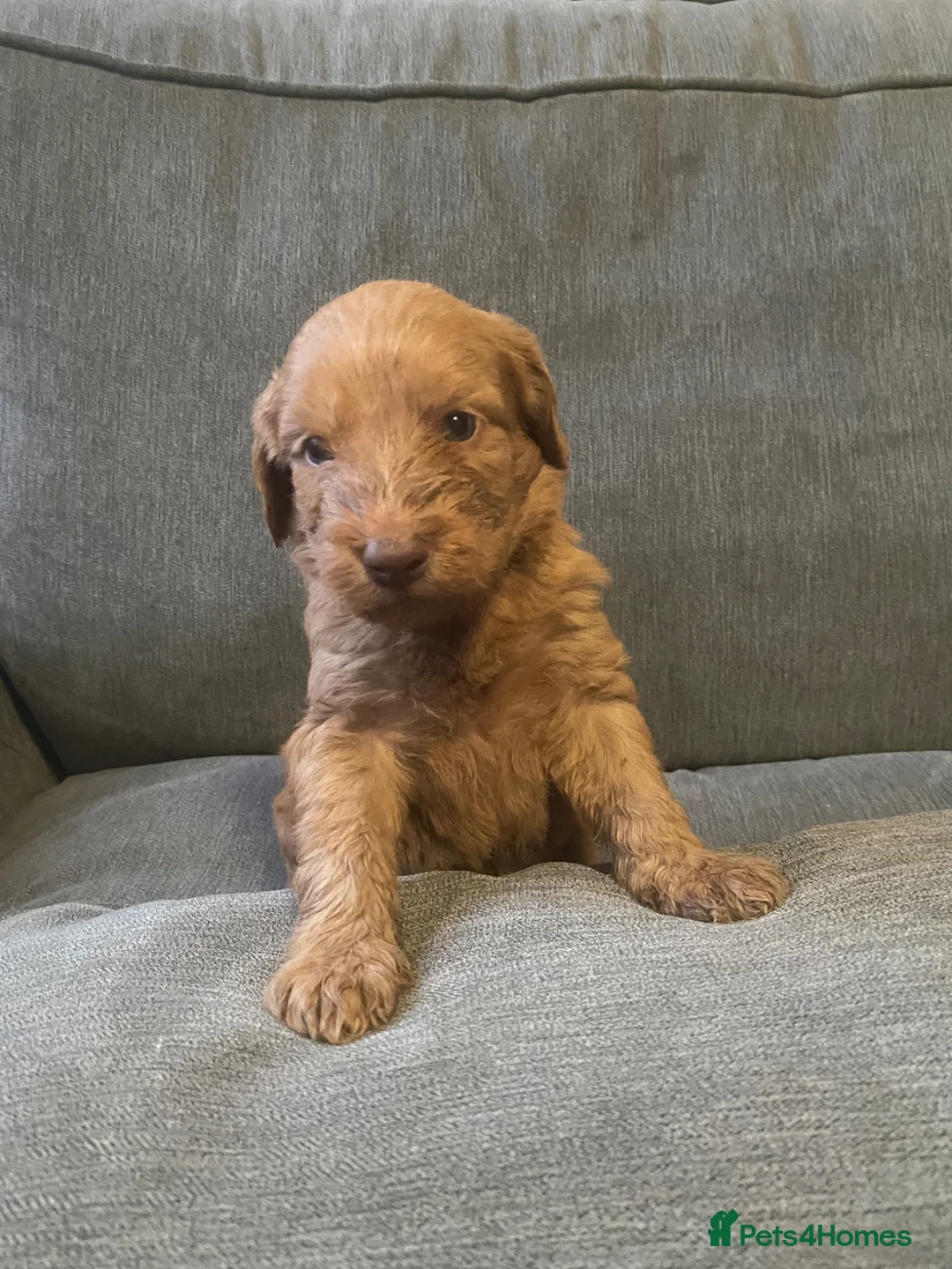 Irish Doodle dogs for sale: F1B Irish doodle puppies   - Advert 2