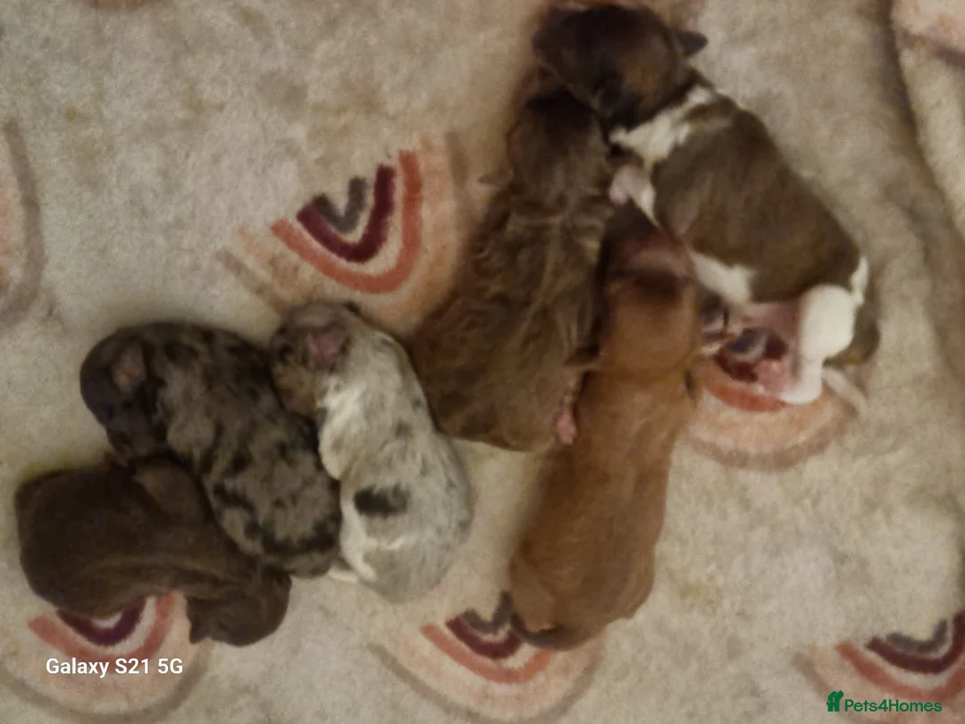 Toy Poodle dogs for stud: Toy poodle available for stud  in Rowlands Gill - Advert 8