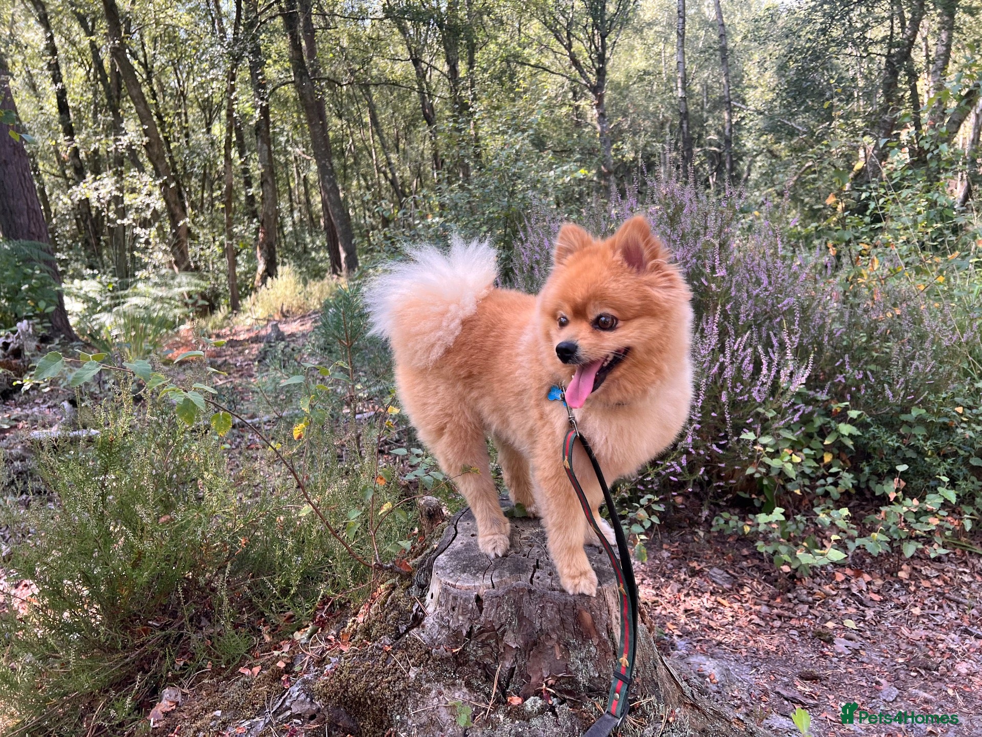 Pomeranian dogs 🌟 Introducing stunning Kenzo for stud 🌟  - Advert 3