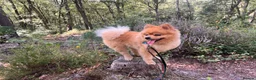 Pomeranian dogs for stud: 🌟 Introducing stunning Kenzo for stud 🌟  - Advert 1