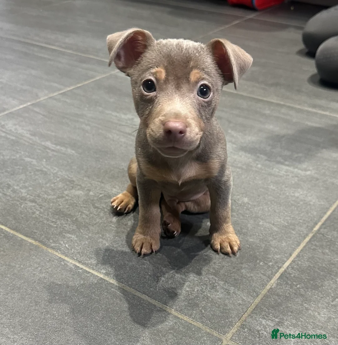 Jack Russell dogs for sale: REDUCED Jack Russel puppies  - Advert 1