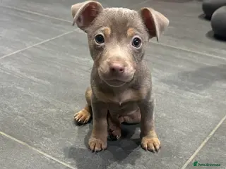 Jack Russell dogs Jack Russel puppies - Advert 17