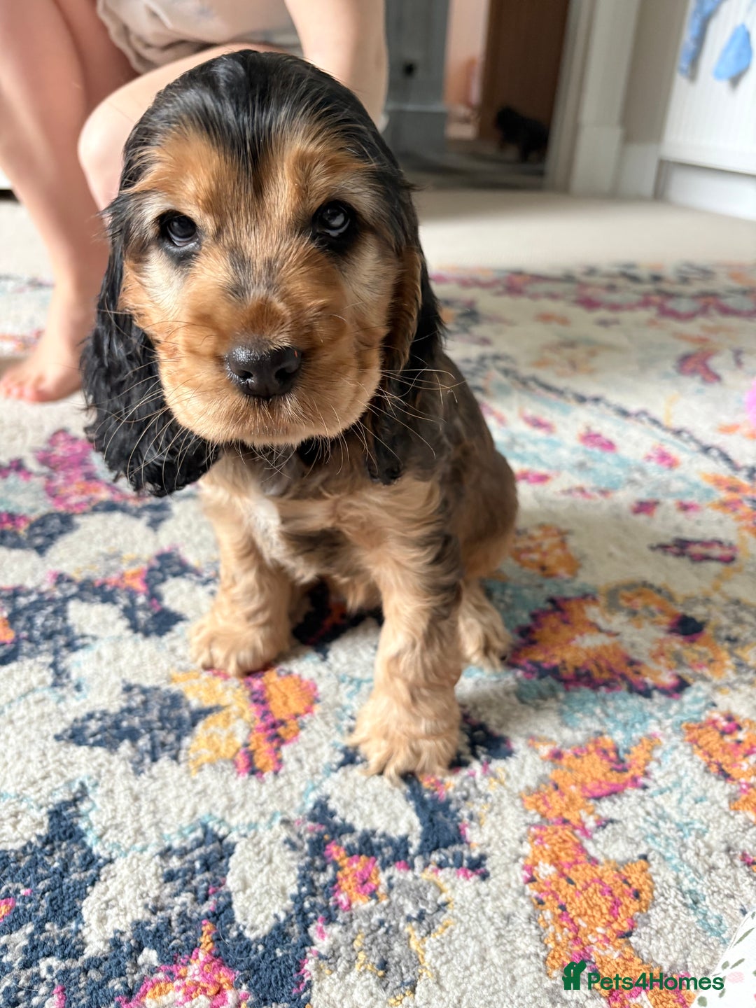 Cocker Spaniel dogs for sale: Adorable Sable Cocker Spaniel Puppies  - Image 12