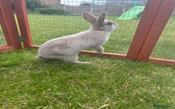 Mixed Breed rabbits for sale: 8 month old rabbits  - Image 4