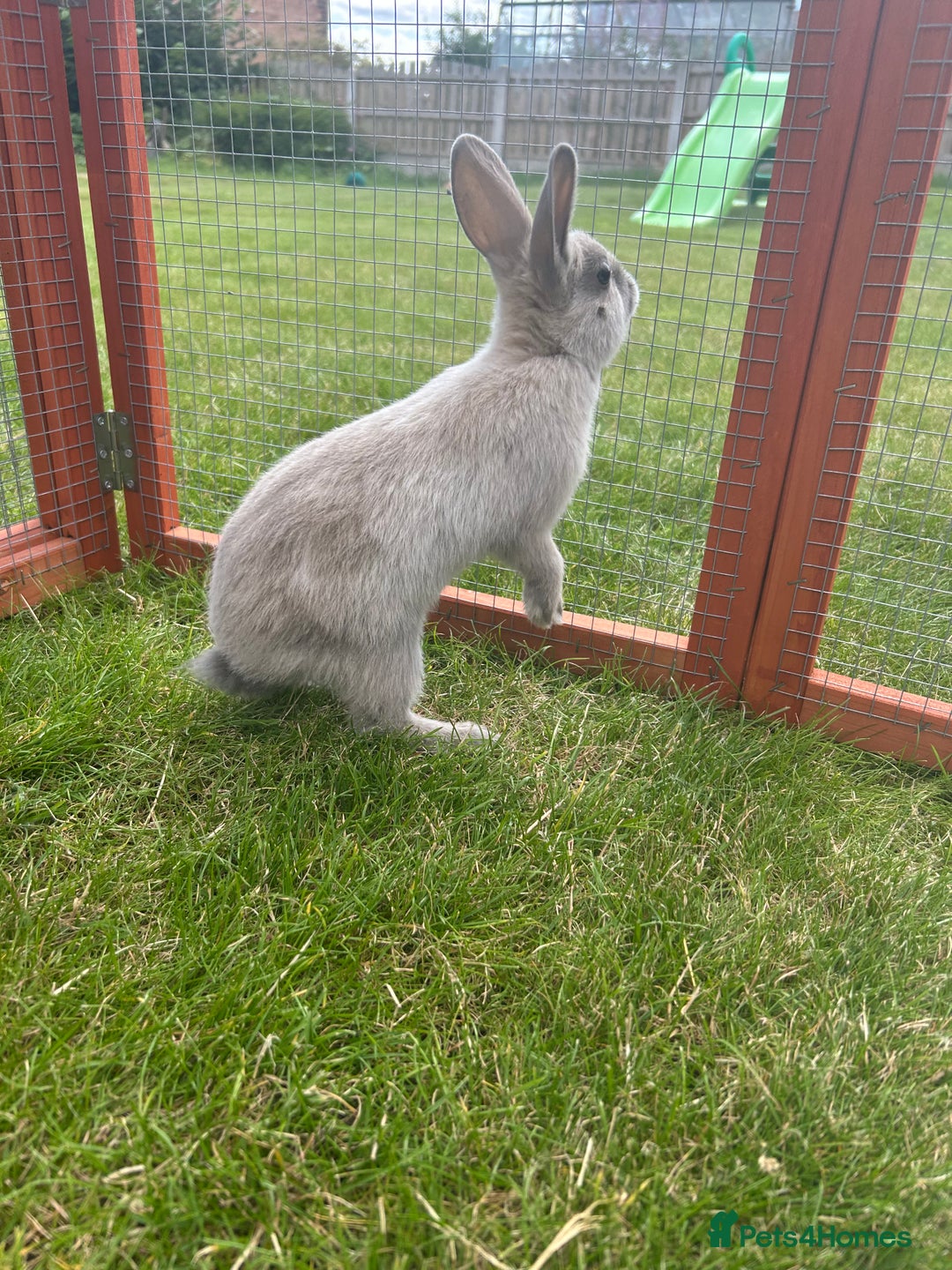 Mixed Breed rabbits for sale: 8 month old rabbits  - Image 4