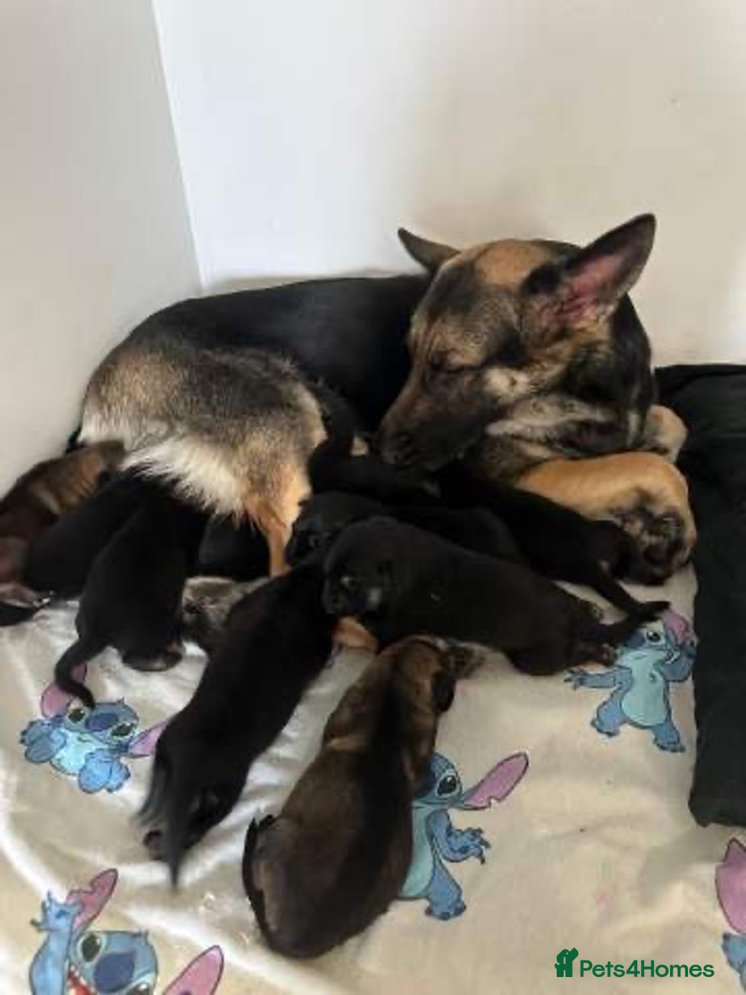 German Shepherd dogs for sale:  Kc Purebred German Shepherd  - Advert 1