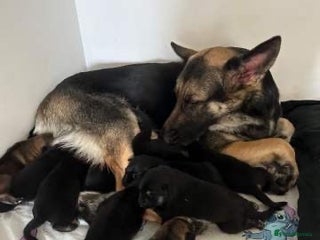 German Shepherd dogs Kc Purebred German Shepherd - Advert 1