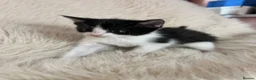 Mixed Breed cats for sale: Mixed kittens  - Advert 8