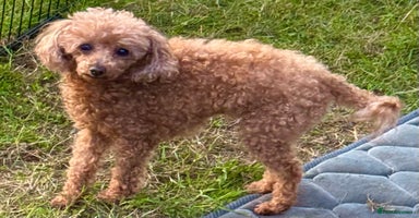 Miniature Poodle dogs - Advert 9