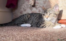 Domestic Shorthair cats for sale: brother and sister  - Image 9