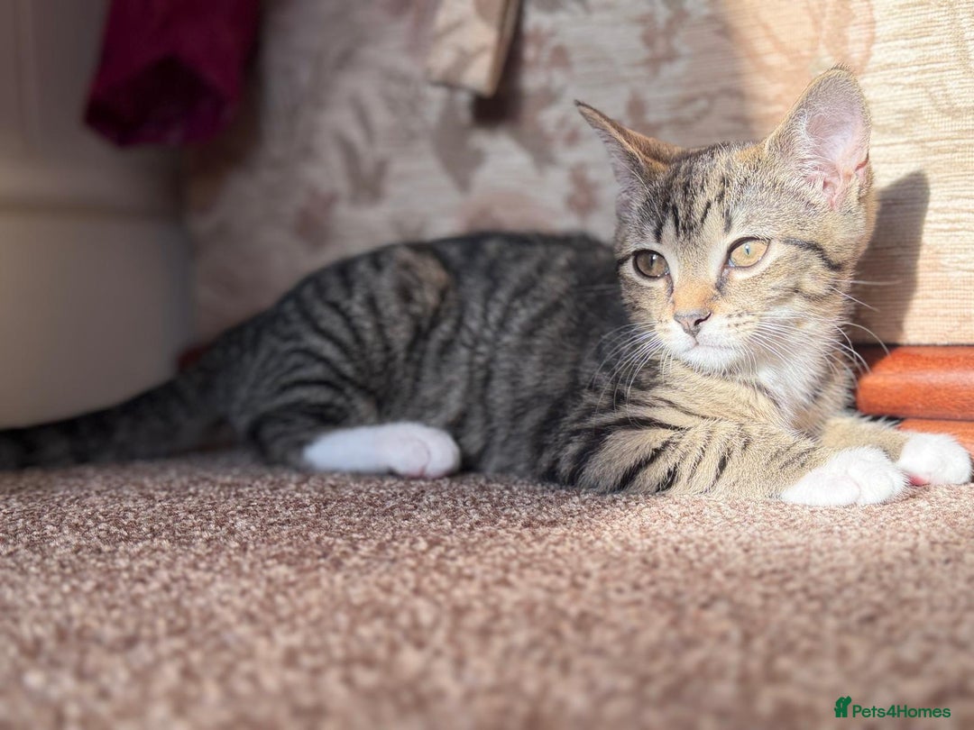 Domestic Shorthair cats for sale: brother and sister  - Image 9