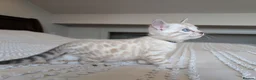 Bengal cats for sale: 🖤🩶🤍 Stunning Bengal Kittens 🤍🩶🖤 - Advert 27