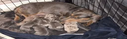 Miniature Dachshund dogs for sale: Miniature Dachshund puppies - Advert 26