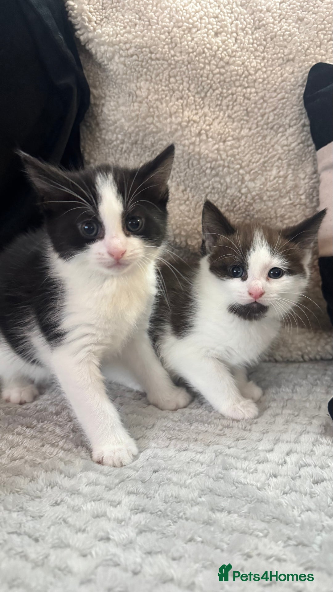 Mixed Breed cats for sale: 2 Kittens left ‼️ReadyToGo reduce price - Advert 2