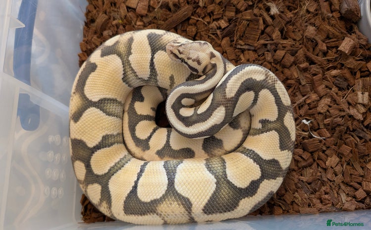 Python Snake reptiles FIREFLY DESERT GHOST BALL PYTHON  - Advert 5