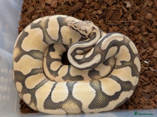 Python Snake reptiles FIREFLY DESERT GHOST BALL PYTHON - Advert 8