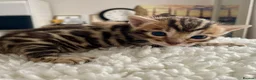 Bengal cats for sale: 🔥🏆Luxury Bengal Boys Ready🏆🔥 in Birmingham - Advert 6