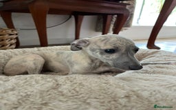 Mixed Breed dogs for sale:  🐶✨ ADORABLE WIGGY PUPPIES – licenced  breeder  - Image 9
