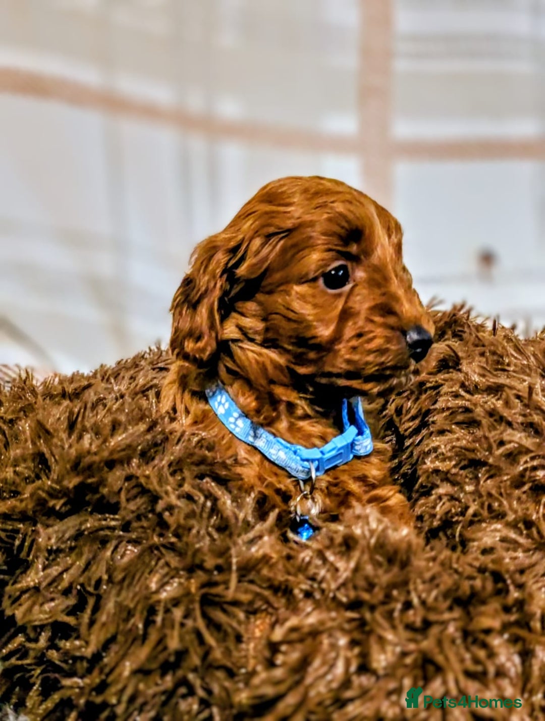 Cockapoo dogs for sale: GENUINE F1B COCKAPOO PUPPIES  - Advert 3