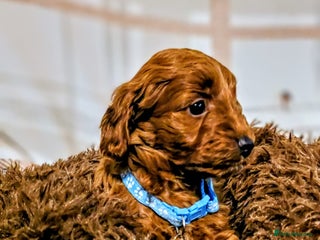 Cockapoo dogs GENUINE F1B COCKAPOO PUPPIES - Advert 3