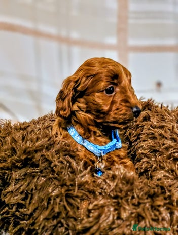 Cockapoo dogs GENUINE F1B COCKAPOO PUPPIES - Advert 10