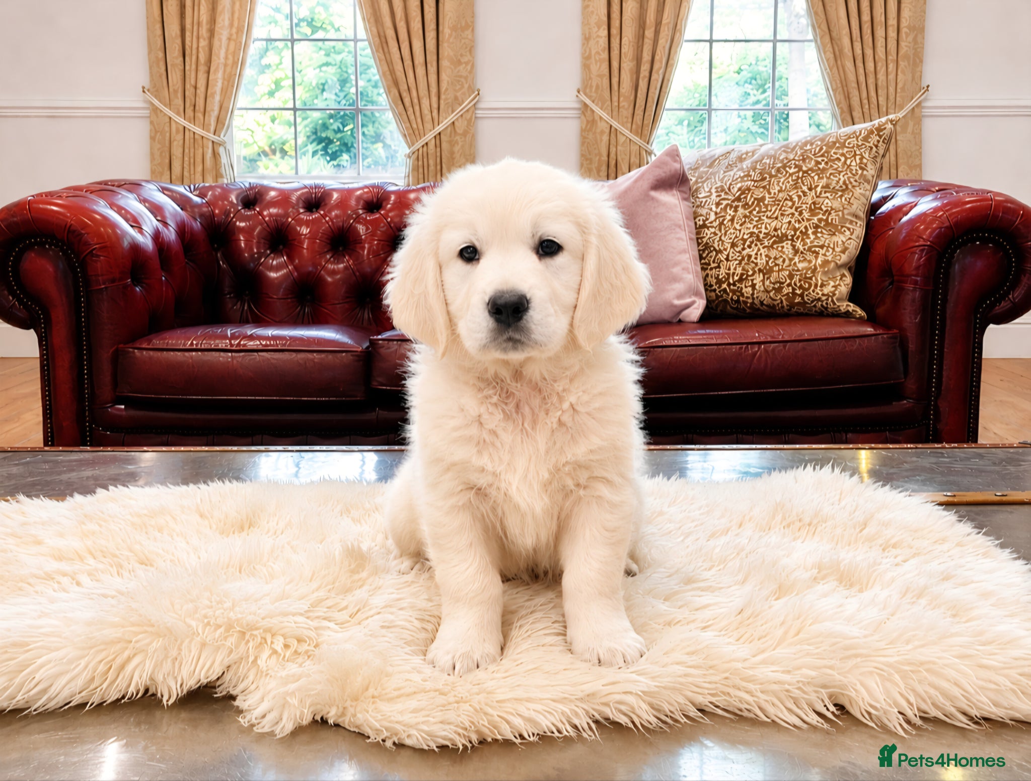Golden Retriever dogs Newmiller Retrievers - Kc Reg Health Tested Girl - Advert 2