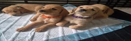 Labradoodle dogs for sale: LABRADOODLE PUPPIES FOR SALE  in Leigh - Advert 7