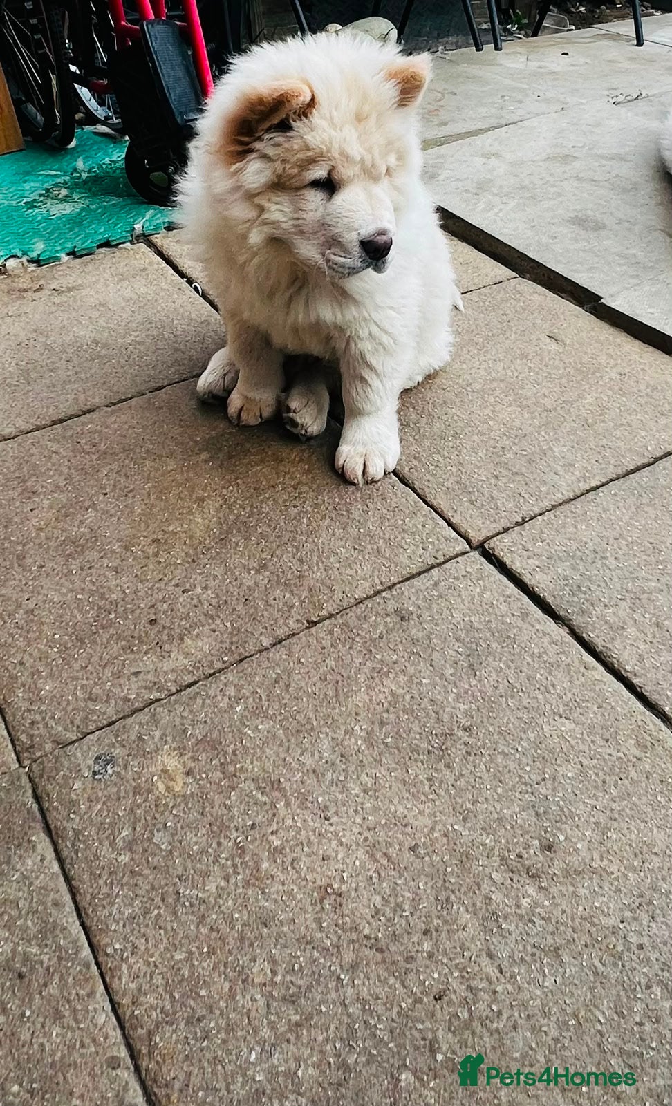 Chow Chow dogs for sale: Beautiful Chow Chow Puppies  - Advert 8